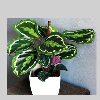 Calathea - Peacock Plant