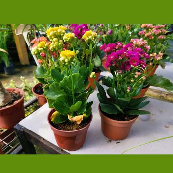 Kalanchoe blossfeldiana - Kalanchoe