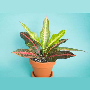 Codiaeum variegatum pictum - Croton
