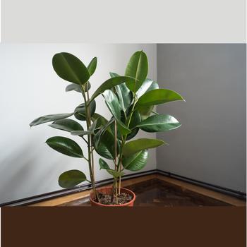 Ficus elastica - Rubber Tree