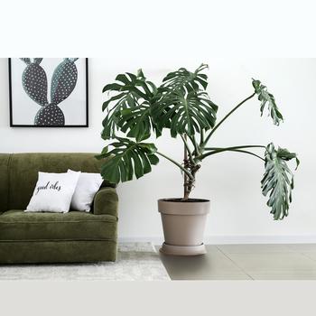 Monstera deliciosa - Split Leaf Philodendron