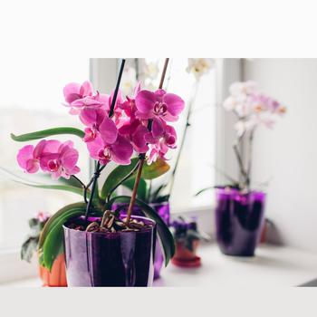 Phalaenopsis - Orchids