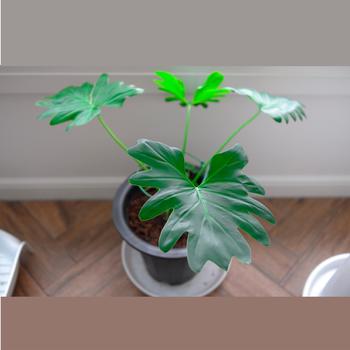 Philodendron bipinnatifidum - Lacy Tree Philodendron