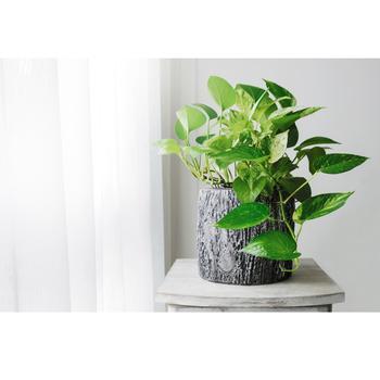 Epipremnum aureum - Pothos 