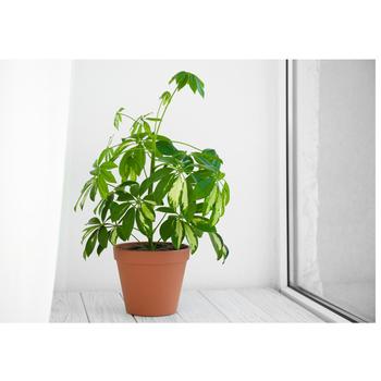 Schefflera - Schefflera 