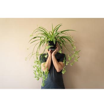Chlorophytum comosum - Spider Plant