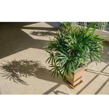Rhaphis excelsa - Lady Palm