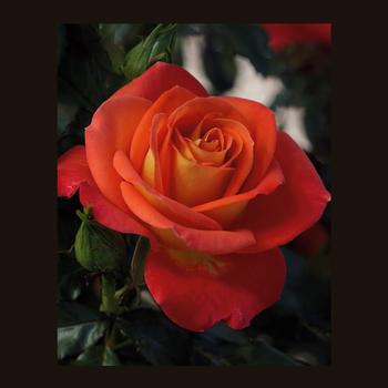 Rosa Floribunda 'Burst of Joy' - Burst of Joy Rose
