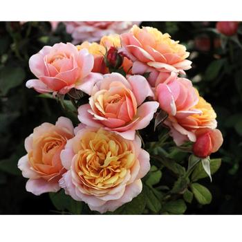 Rosa Grandiflora 'State of Grace' - State of Grace Rose