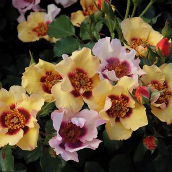 Rosa hybrid 'WEKaltjuchi' PPAF - Edith's Darling™