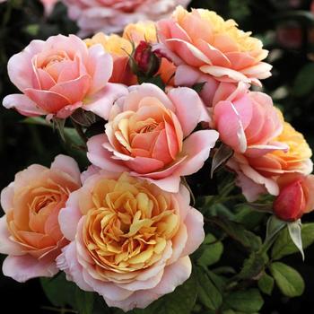 Rosa Grandiflora 'All Dressed Up' - All Dressed Up Rose