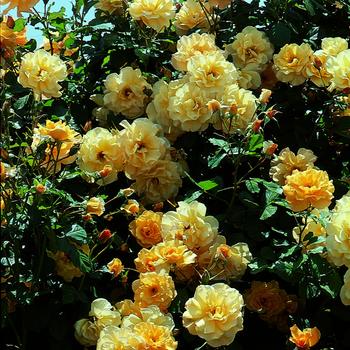 Rosa climber 'Autumn Sunset' - Autumn Sunset Rose
