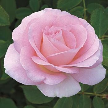 Rosa Hybrid Tea 'Falling in Love' - Falling in Love Rose