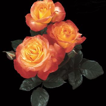 Rosa floribunda 'Chihuly' - Chihuly Rose