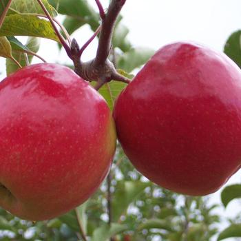 Malus 'Pink Lady' - Pink Lady Apple