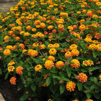Lantana camara 'Citrus' - Landmark™ Lantana Lantana camara 'Citrus' - Landmark™ Lantana