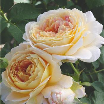 Rosa grandiflora 'Fun in the Sun' - Fun in the Sun Rose