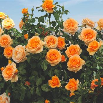 Rosa climber 'Golden Opportunity' - Climbing Golden Opportunity Rose