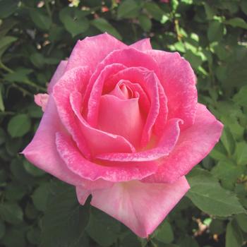 Rosa hybrid tea 'Painted Porcelain' - Painted Porcelain Rose
