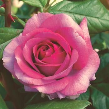 Rosa hybrid tea 'Perfume Factory' - Perfume Factory Rose