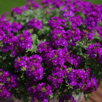 Verbena hybrid 'Tapien Blue Violet' - Verbena