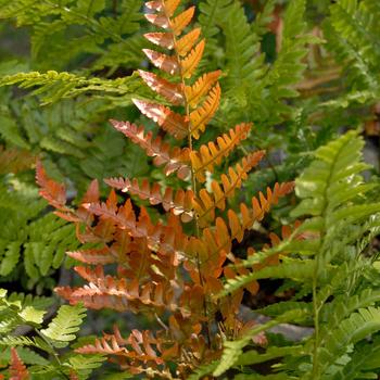 Dryopteris erythrosora 'Brilliance' - Autumn Fern