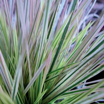 Deschampsia caespitosa 'Northern Lights' - Variegated Tufted Hair Grass