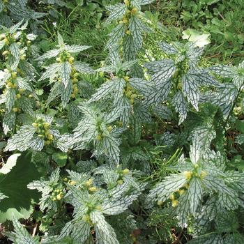 Lamiastrum galeobdelon 'Herman's Pride' - Yellow Archangel
