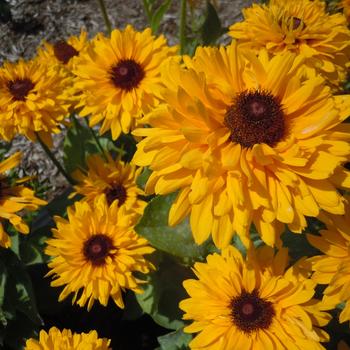 Rudbeckia hirta 'Maya' - Double Black-eyed Susan