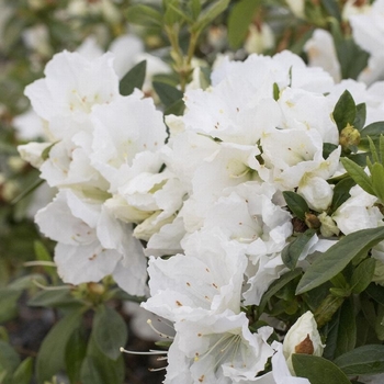 Azalea belgian indica 'Alaska' - Alaska Azalea 