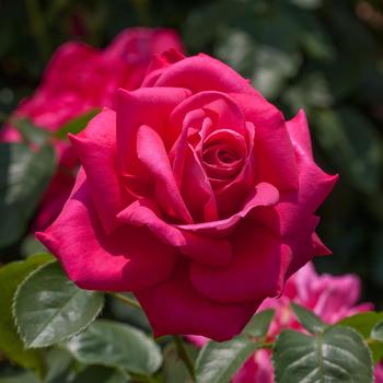Rosa Hybrid Tea 'Miss All American Beauty' - Miss All American Beauty Rose