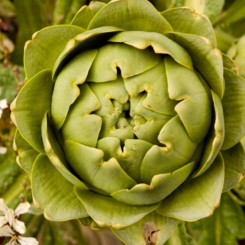 Artichoke 'Improved Green Globe' - Improved Green Globe Artichoke