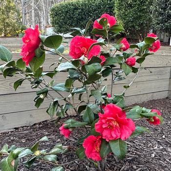 Camellia japonica 'Kramer's Supreme' - Camellia