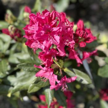 Rhododendron 'Nova Zembla' - Rhododendron