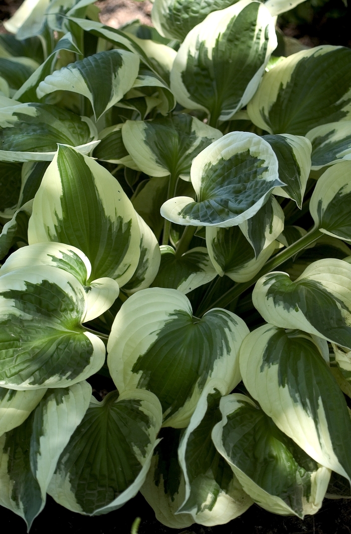 Plantain Lily | Hosta 'Patriot'