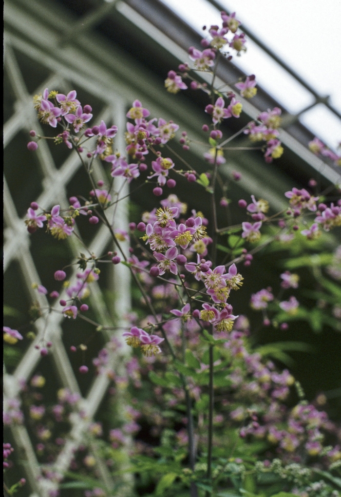 Meadow Rue | Thalictrum delavayi