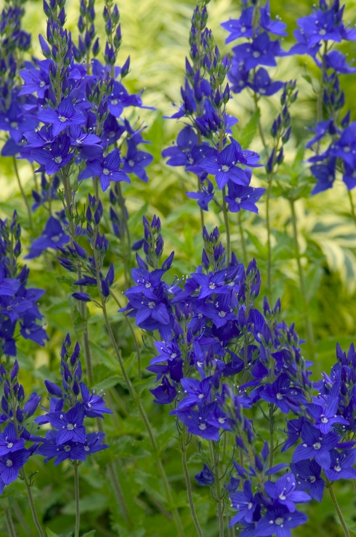 Speedwell | Veronica austriaca 'Crater Lake Blue'