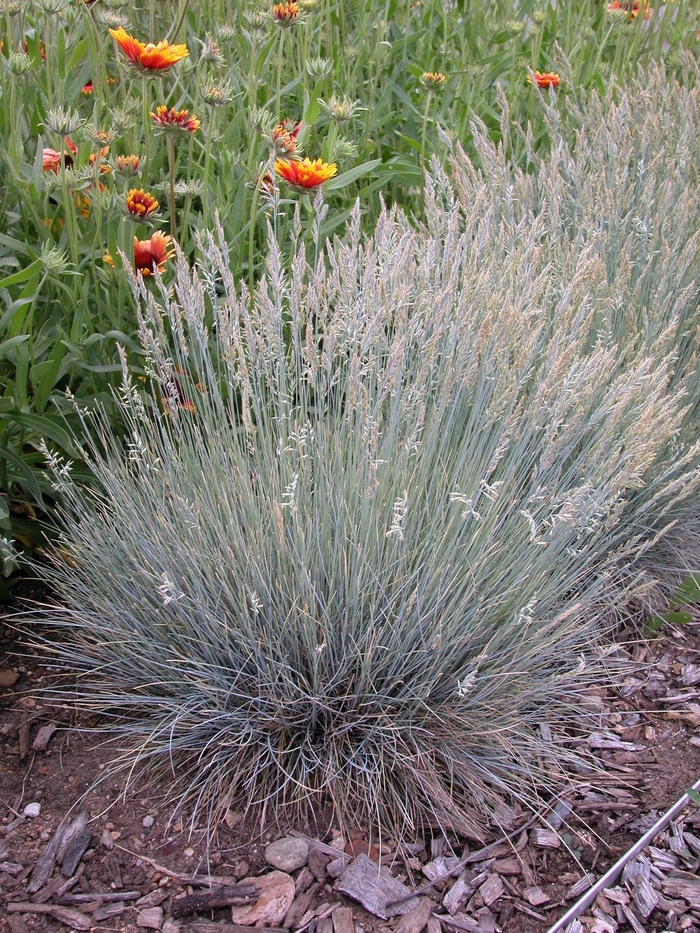 Gray Fescue | Festuca glauca 