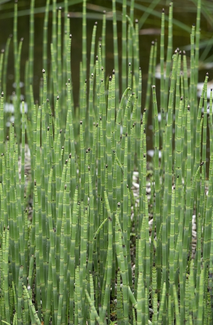 Dwarf Scouring Rush | Equisetum scirpoides