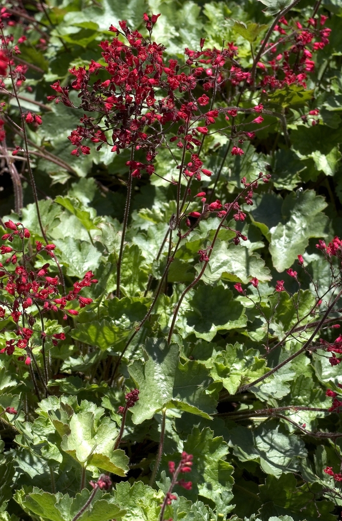 Coral Bells | Heuchera 'Ruby Bells'