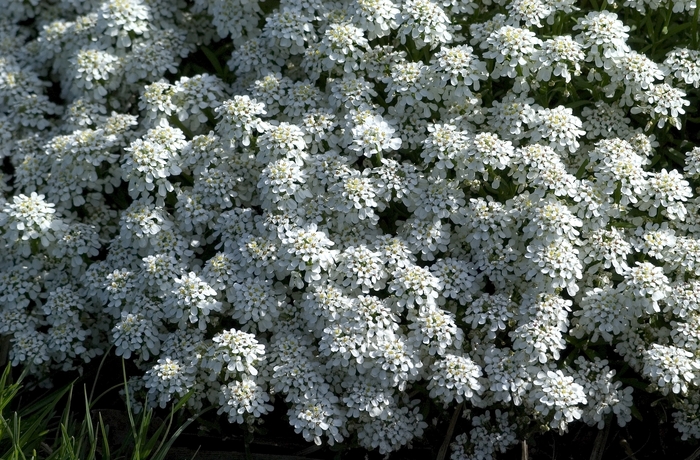 Candytuft | Iberis sempervirens 'Alexanders White'