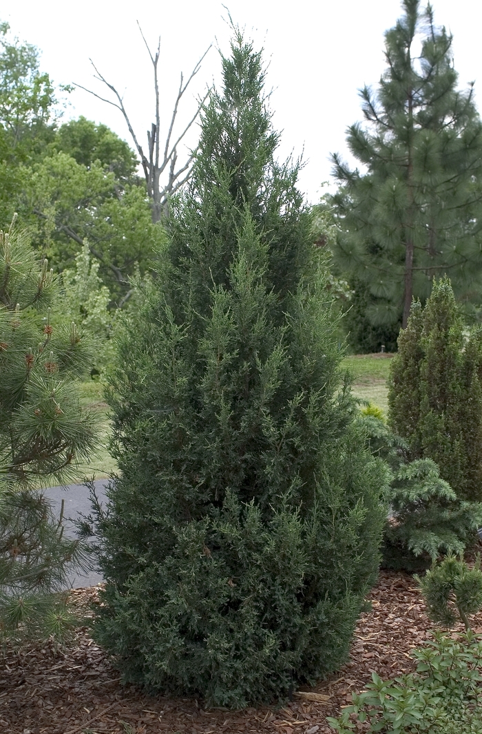 Chinese Juniper | Juniperus chinensis 'Blue Point'