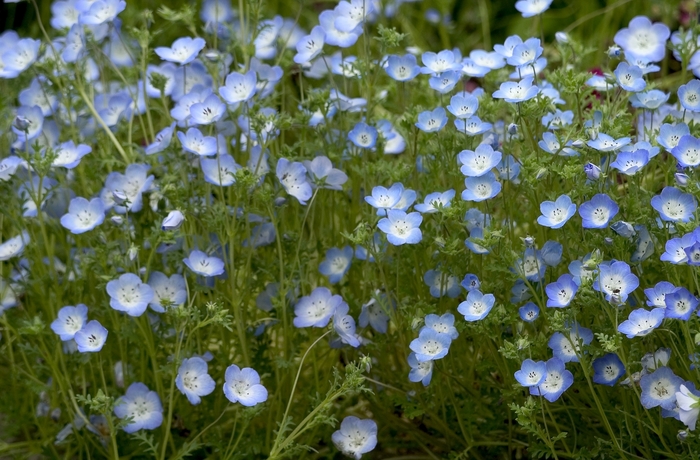 Baby Blue Eyes | Nemophila menziesii