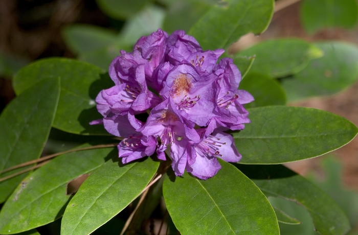 Rhododendron | Rhododendron 'Catawbiense Boursault'