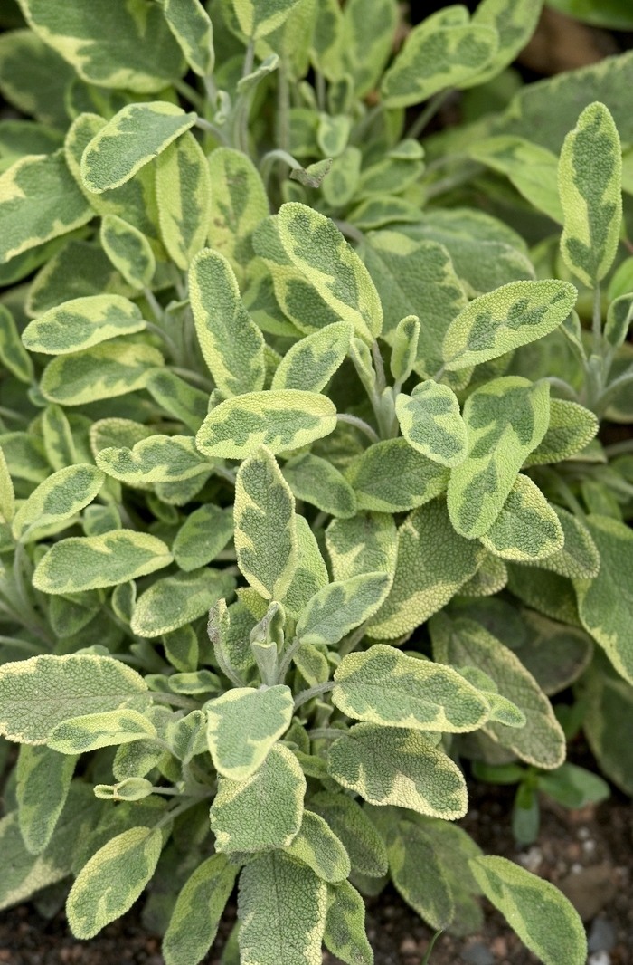 Meadow Sage | Salvia officinalis 'Icterina'