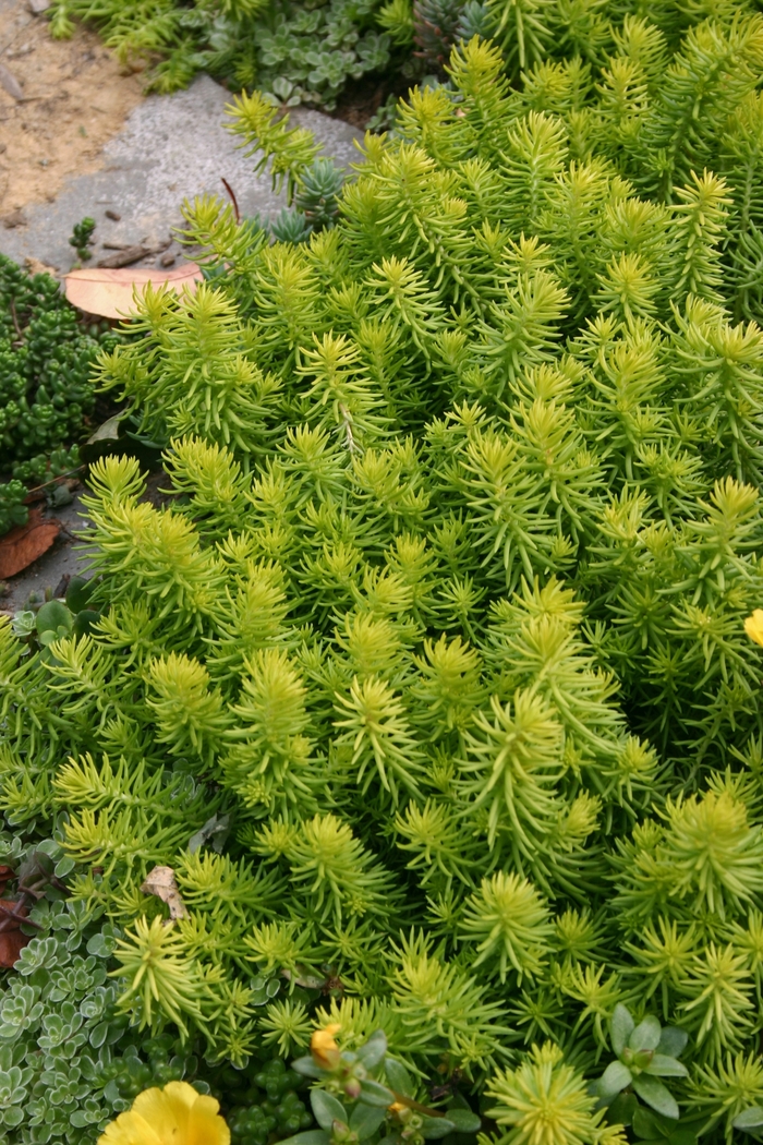 Stonecrop | Sedum 'Angelina'