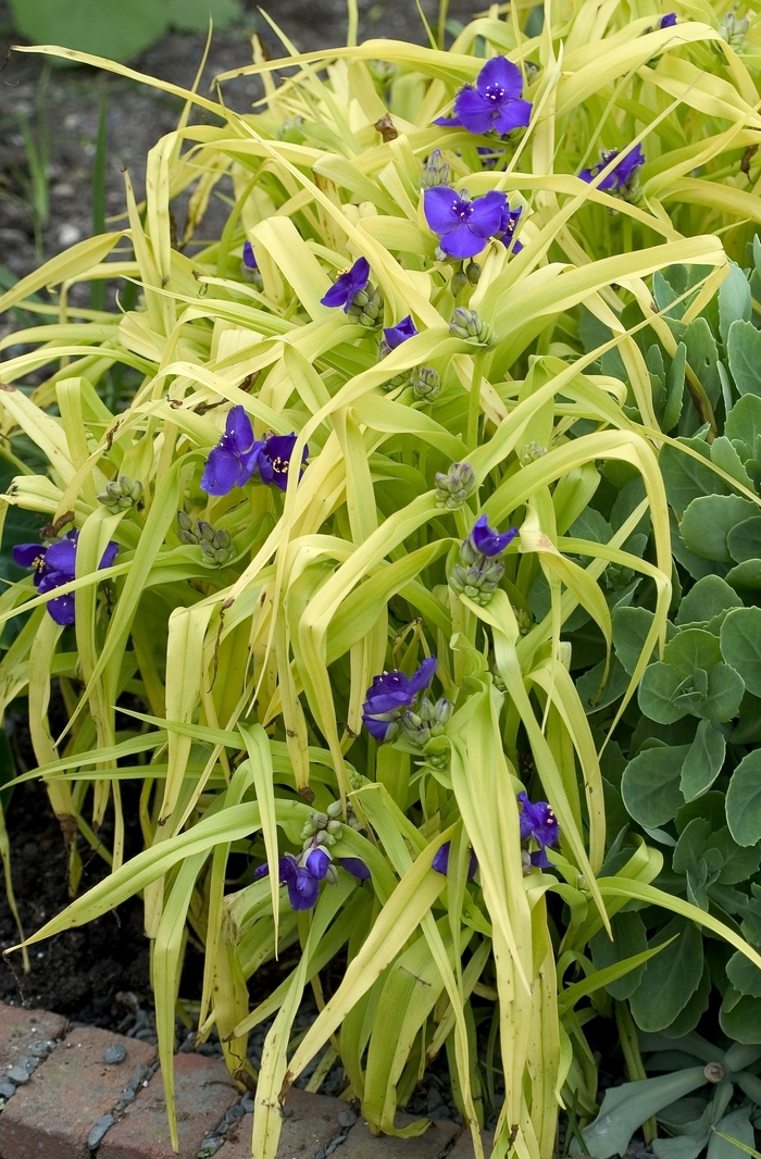 Virginia Spiderwort | Tradescantia andersoniana 'Blue and Gold'