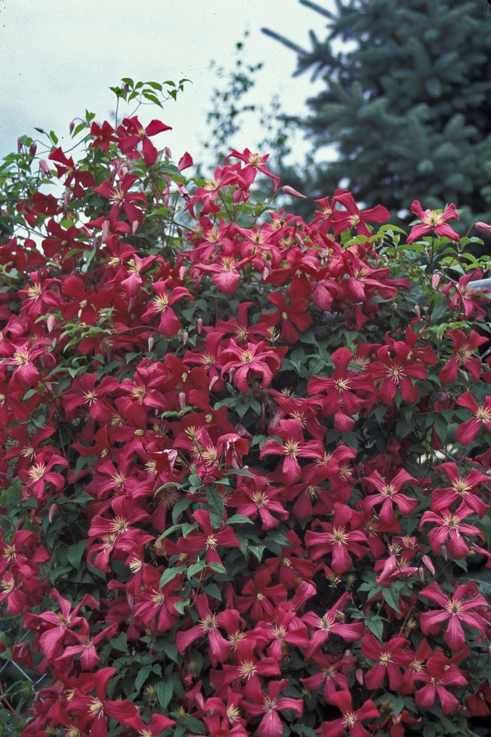 Clematis | Clematis viticella 'Julia Correvon'