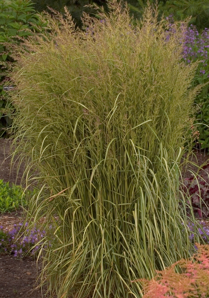 Variegated Feather Reed Grass | Calamagrostis acutiflora 'El Dorado'