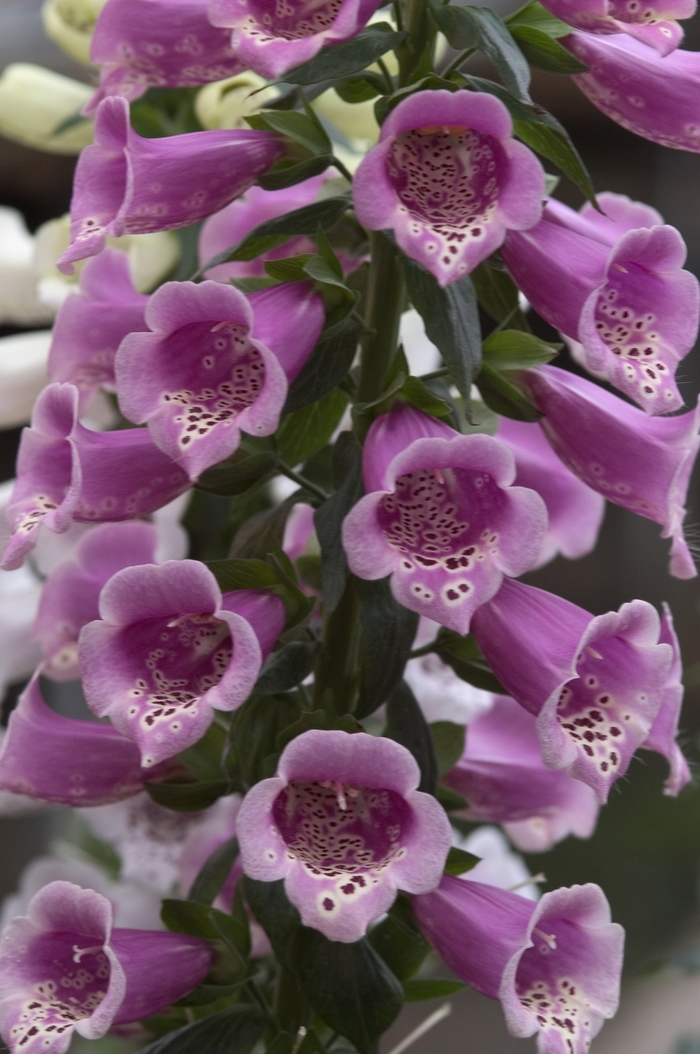 Foxglove | Digitalis purpurea 'Camelot Rose'